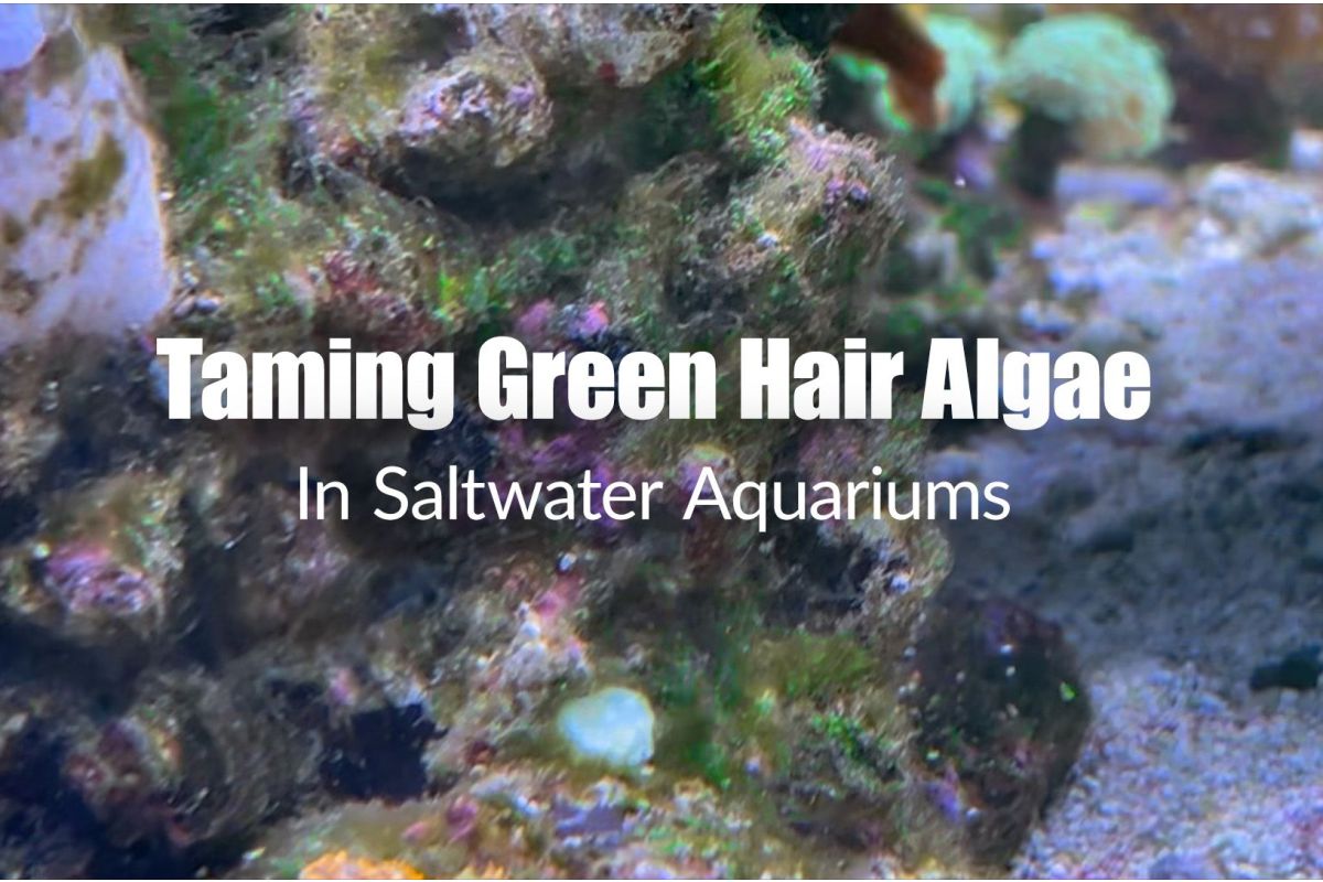 Green Hair Algae
