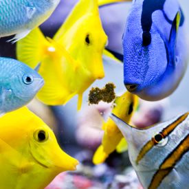 Masstick Fish Food feeding