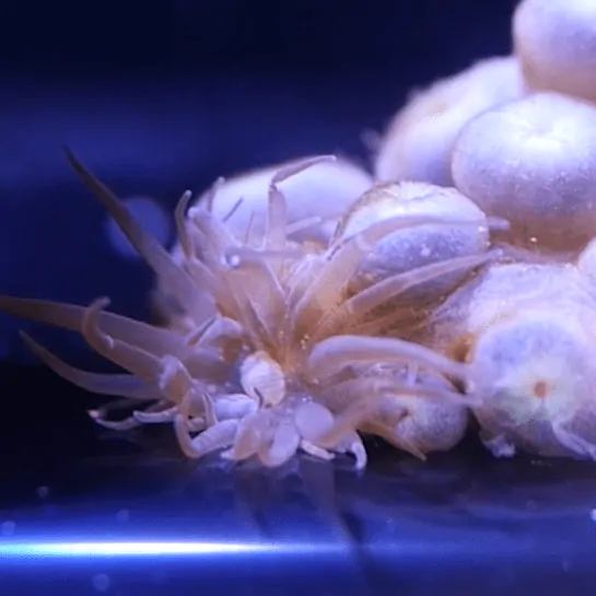 Aiptasia_Appearance_