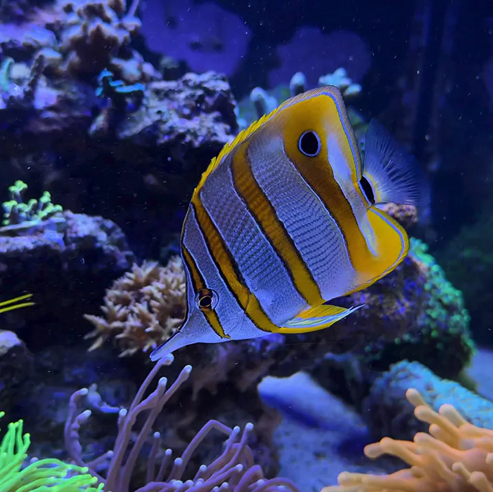 Copperband_-_Aiptasia_1x1