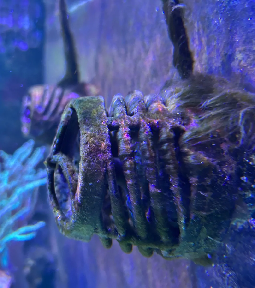 Hair_Algae_on_Wave_Pumps