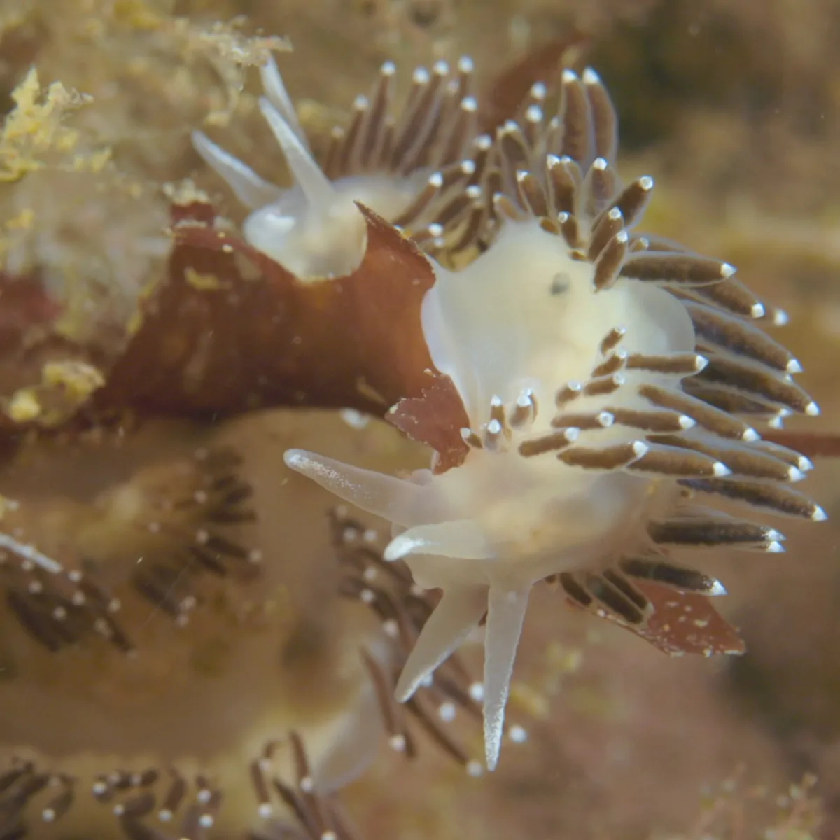 Nudibranch-Aiptasia_1x1