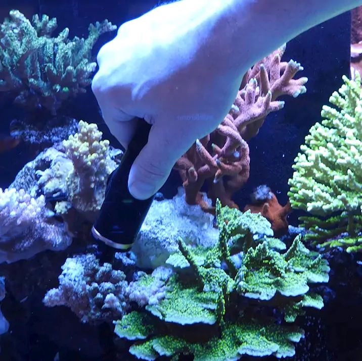 Reef_Delete_-_Aiptasia_1x1