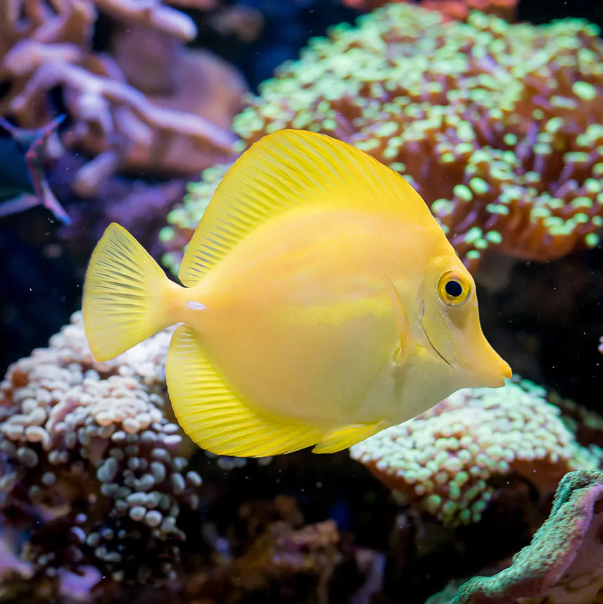 Yellow_Tangs
