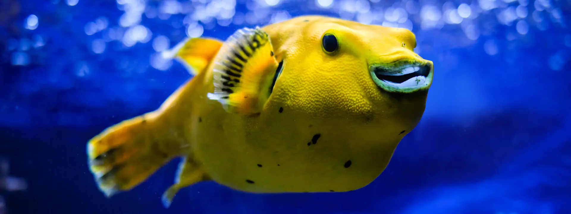 Puffer_Fish_-_Great_to_Have_You_Back